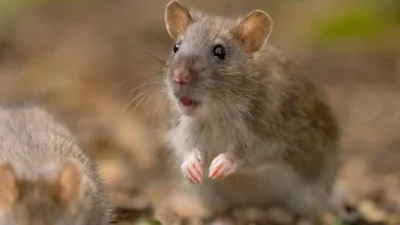 Spring Cleaning Advisory: Hantavirus Risks Highlighted…
