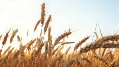 Renewed Wheat Interest from Asian Buyers Amid Supply C…