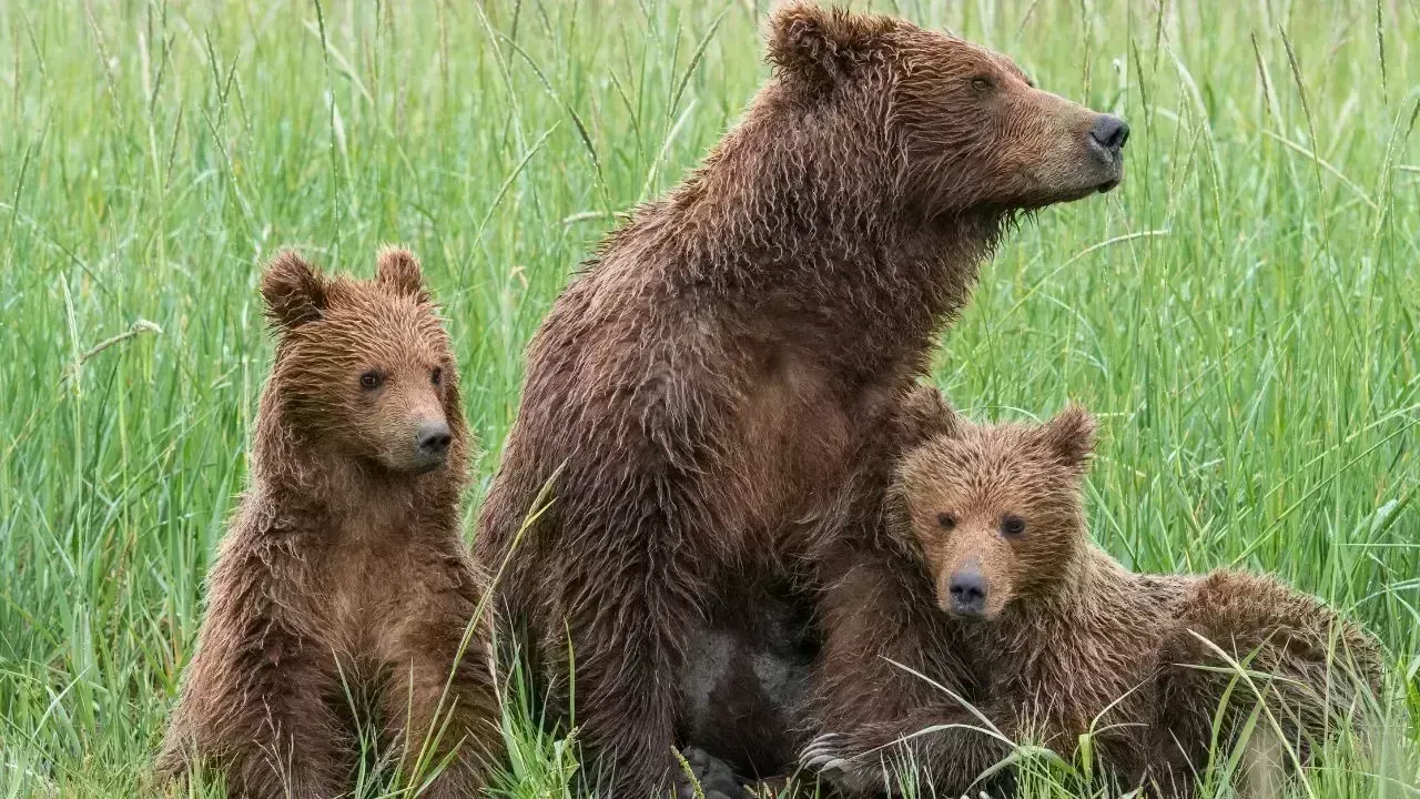 Significant Sighting of Brown Bear Family in Kinnaur