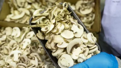 Concerns Grow Over U.S. Tariffs on Canadian Mushroom Exports