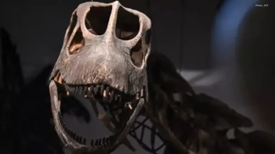 Massive Dinosaur Discovery in Thailand Unveiled