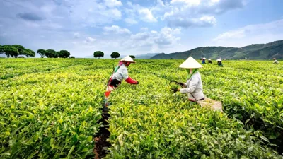 Vietnam Modernizes Support Regulations for Cooperatives