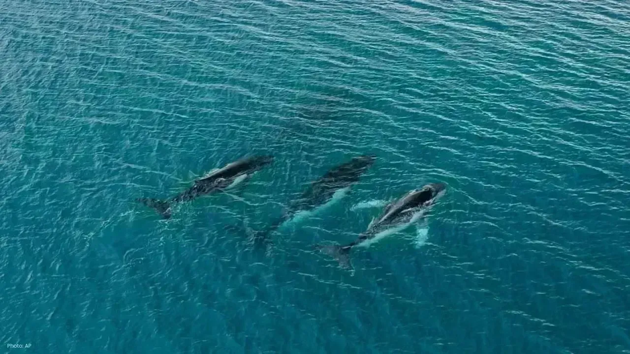 Humpback Whales Achieve Unprecedented 15,000 KM Migration