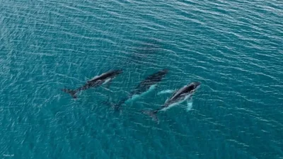 Humpback Whales Achieve Unprecedented 15,000 KM Migrat…