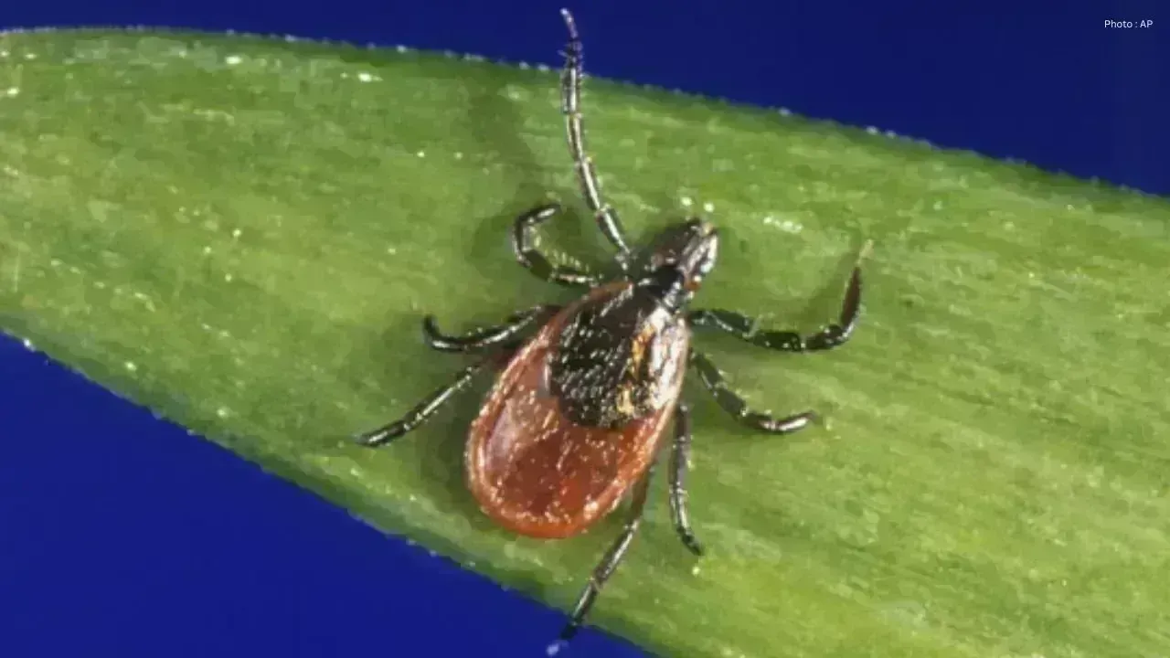 Rising Threat of Tick-Borne Diseases in Canada: Health Experts Sound Alarm