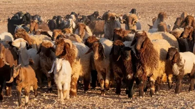 Saudi Arabia Prepares for Hajj 1447 with Ample Supply of Sacrificial Animals