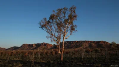 Climate Change Threatens Plant Species Across the World