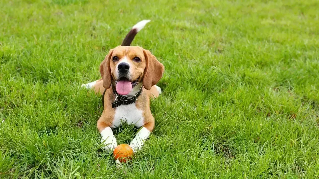 Breakthrough AI Pet Translator Gains Worldwide Attention