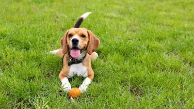 Breakthrough AI Pet Translator Gains Worldwide Attention