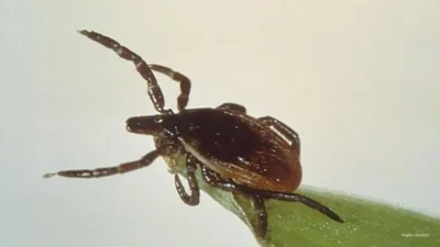 Crucial Guidance from Health Officials on Preventing Tick Bites