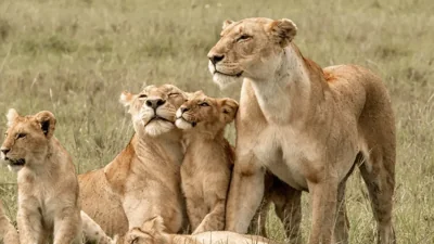 Health Threat Looms Over Gujarat's Asiatic Lions