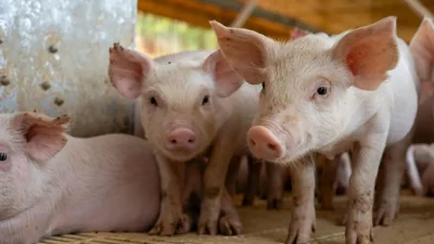 Final Phase of Selangor Pig Farm Closures Underway