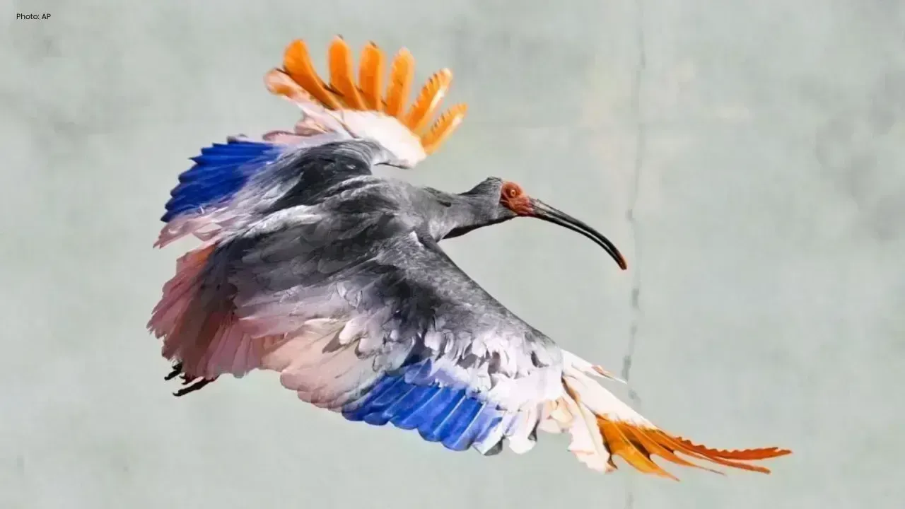 Endangered Crested Ibises Make Their Comeback in Japan