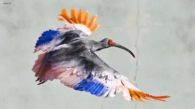 Endangered Crested Ibises Make Their Comeback in Japan