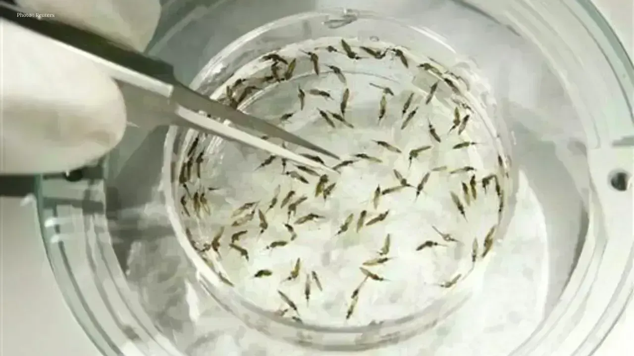 Google's Initiative to Release 32 Million Male Mosquitoes Gains Traction