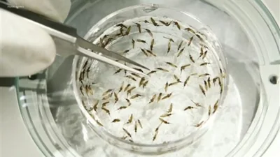 Google's Initiative to Release 32 Million Male Mosquitoes Gains Traction
