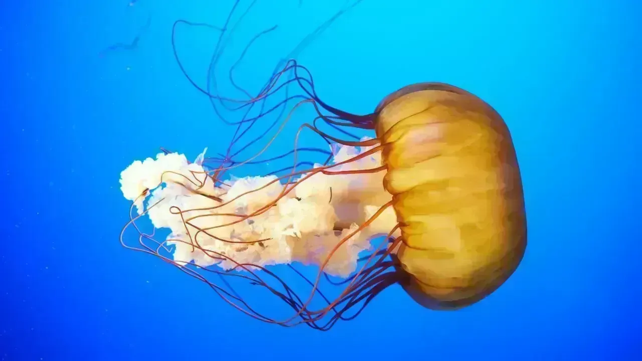 Newly Discovered Deadly Box Jellyfish Found Near Sentosa