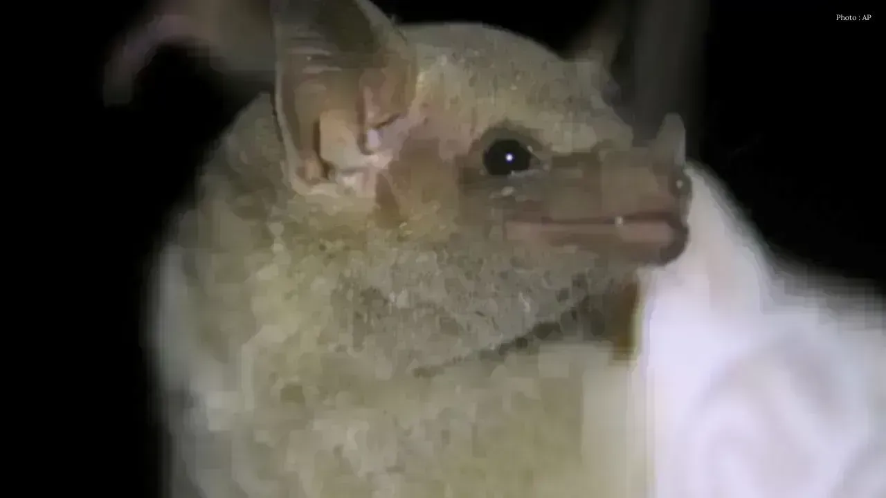 Hamilton Confirms Two Cases of Rabid Bats