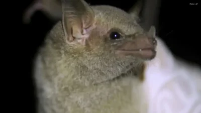 Hamilton Confirms Two Cases of Rabid Bats