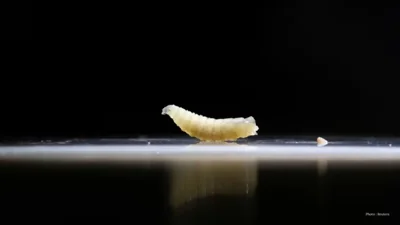 New World Screwworm Detected in Texas Calf: USDA Confirms