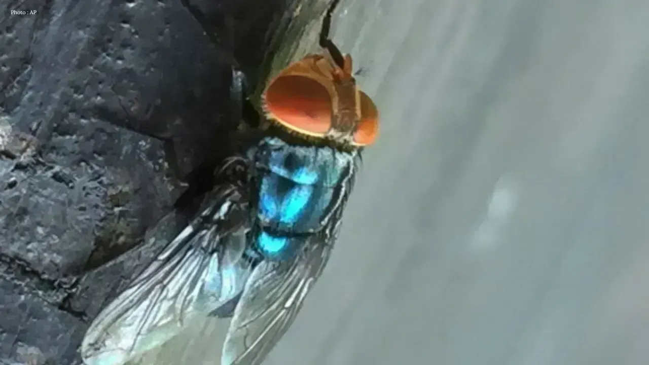Detection of Screwworm Fly in Texas: A Growing Concern for Cattle Producers
