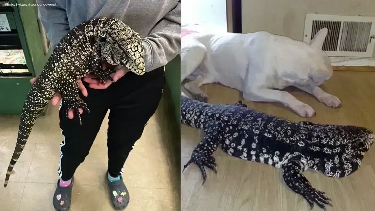 Authorities Call on Citizens to Eliminate Invasive Tegu Lizards
