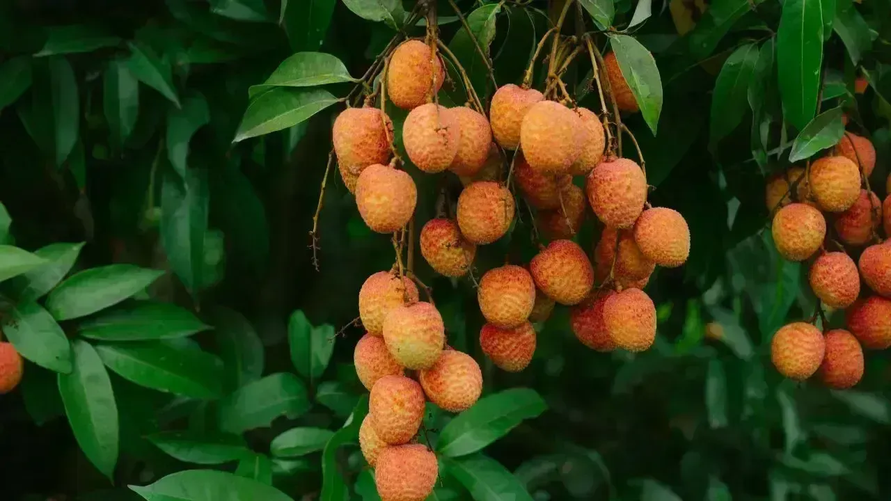 Experience Bac Ninh's Delicacies at Hanoi's Kinh Bac Fair