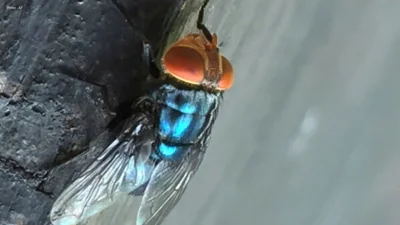 Detection of Screwworm Fly in Texas: A Growing Concern for Cattle Producers