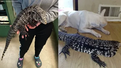Authorities Call on Citizens to Eliminate Invasive Tegu Lizards