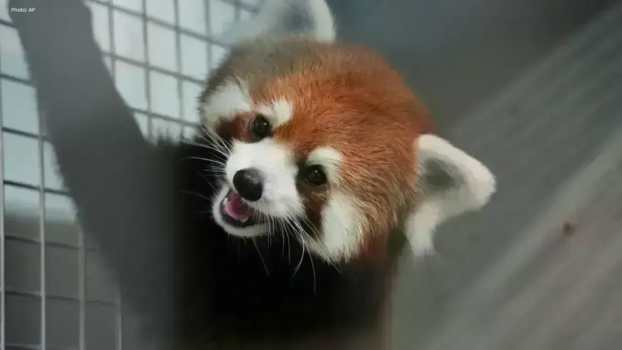 Endangered Red Pandas Arrive at Taipei Zoo in Historic Exchange with China