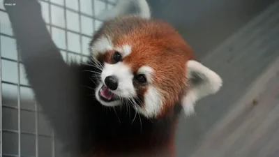 Endangered Red Pandas Arrive at Taipei Zoo in Historic…