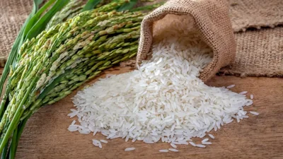 Rice Farmers in Dashoguz Gear Up for Promising 2026 Ha…