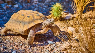 Turkmenistan's Pioneering Research on Longevity and Ag…