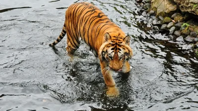Confirmed Sighting of Malayan Tiger Near Gua Musang