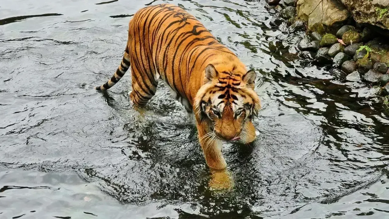 Confirmed Sighting of Malayan Tiger Near Gua Musang